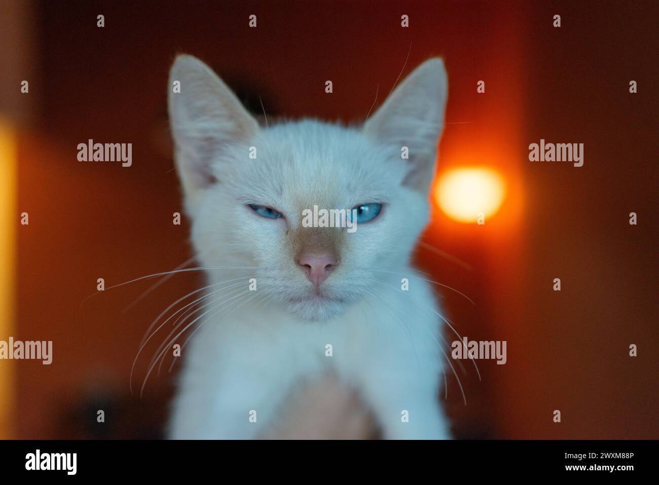 Eine Person, die ein neugieriges weißes Kätzchen mit blauen Augen hält. Stockfoto