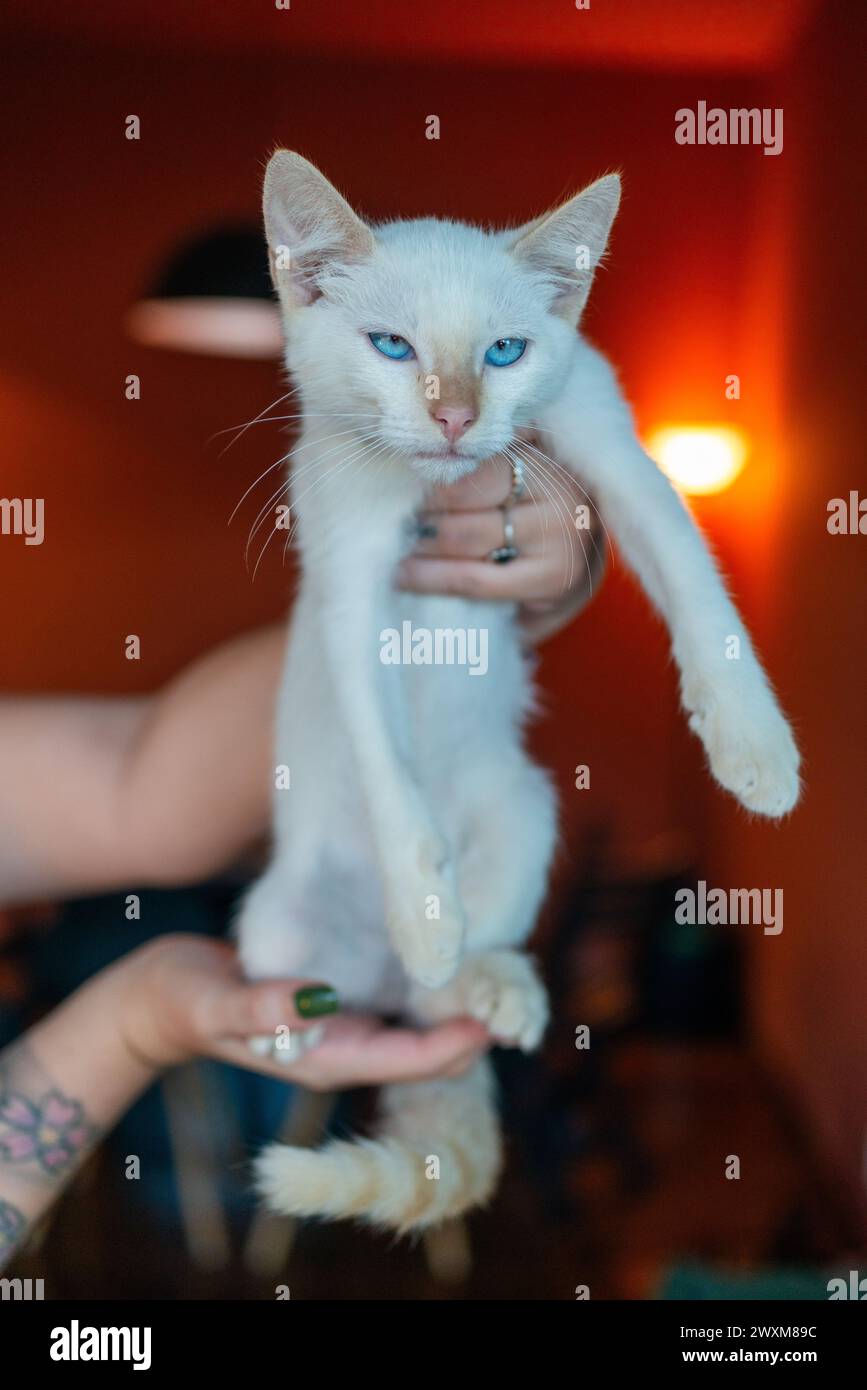 Eine Person, die ein neugieriges weißes Kätzchen mit blauen Augen hält. Stockfoto