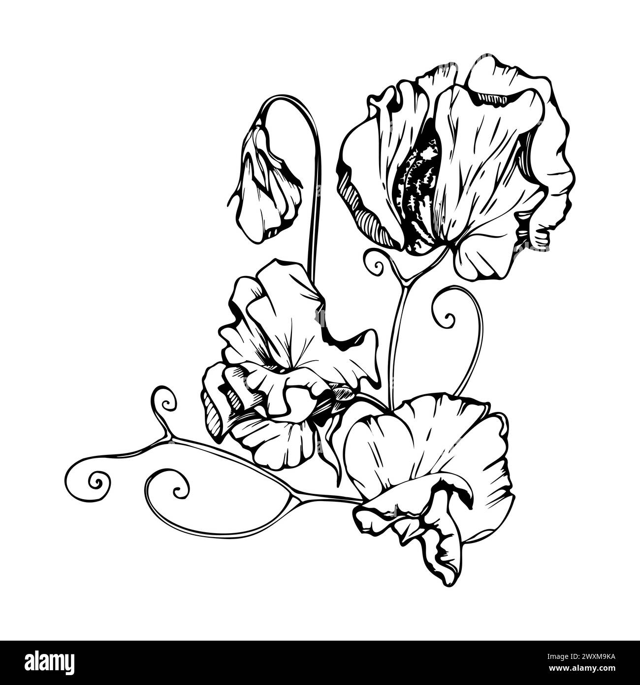 Hand gezeichnete Vektor-grafische Tinte Illustration botanische Blumen Blätter. Süße, immerwährende Erbse, Wicke Bindweed-Hülsenfrüchte. Zweigstrauß isoliert auf weiß Stock Vektor