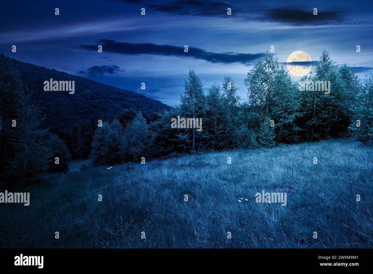 Laubbäume auf einer grasbewachsenen Wiese bei Nacht. Magische karpaten-Landschaft im Vollmondlicht Stockfoto