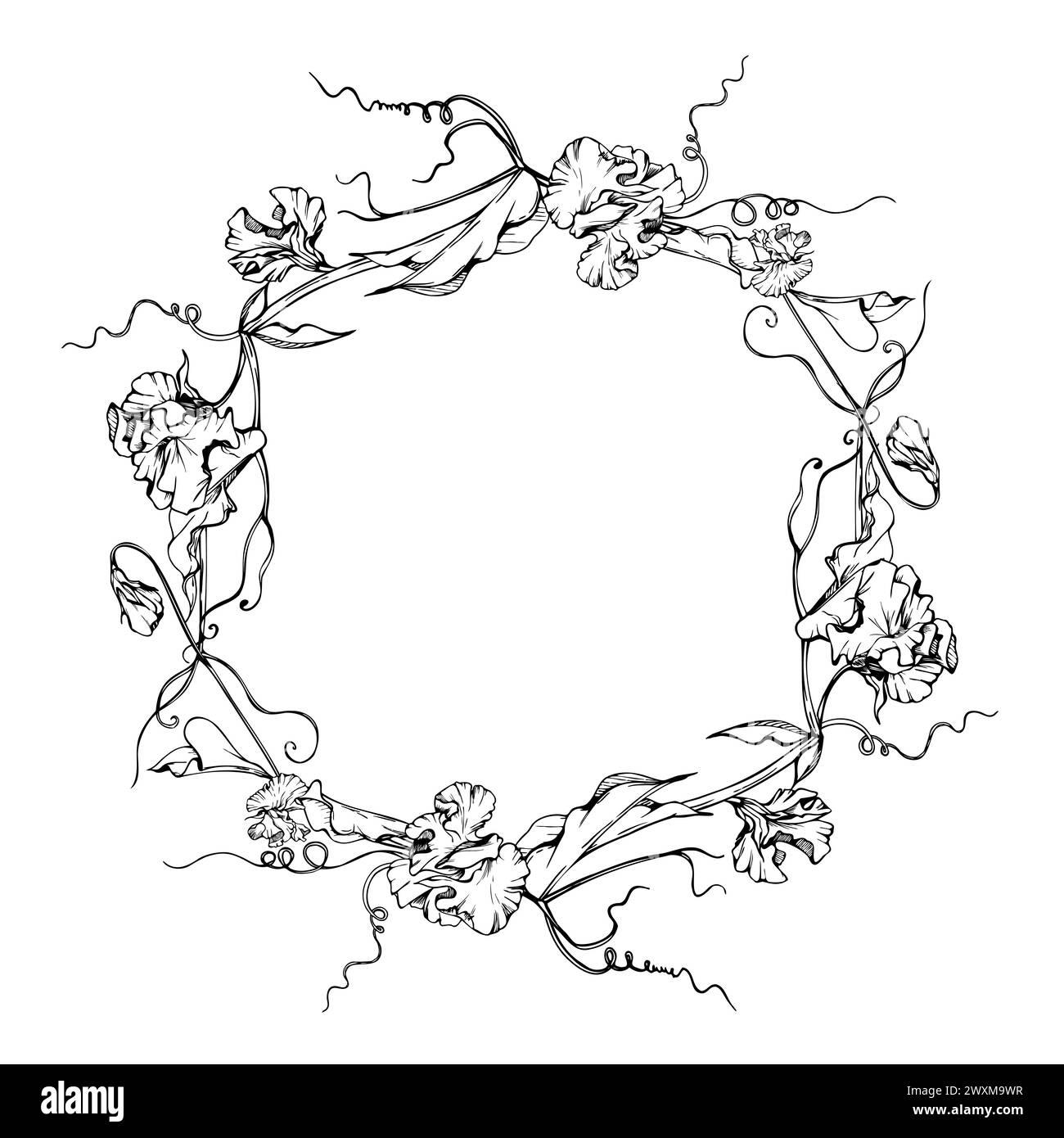 Hand gezeichnete Vektor-grafische Tinte Illustration botanische Blumen Blätter. Süße, immerwährende Erbsen, Wicken-Bindweed-Leguminosen-Ranken. Kreiskranz isoliert Stock Vektor