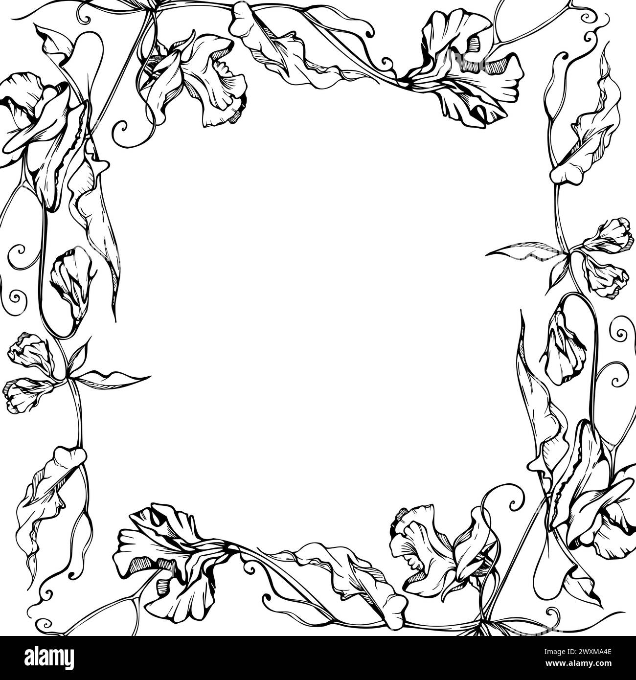 Hand gezeichnete Vektor-grafische Tinte Illustration botanische Blumen Blätter. Süße, immerwährende Erbsen, Wicken-Bindweed-Leguminosen-Ranken. Begrenzungsrahmen isoliert Stock Vektor