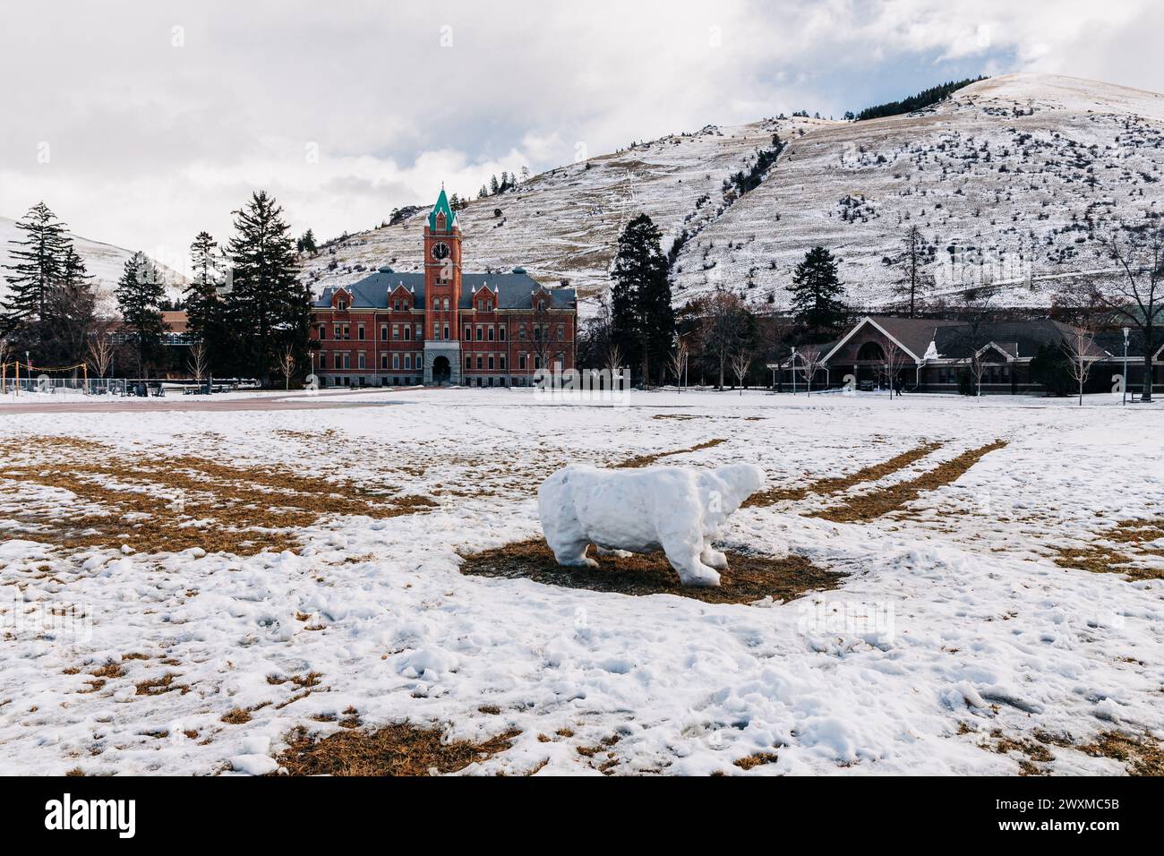 Schneemann Grizzlybär am Wintertag auf dem Campus der University of Montana Stockfoto