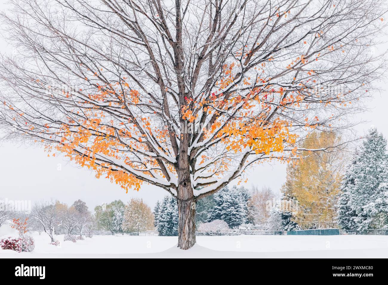 Baum mit Orangenblättern im Winterschnee Stockfoto