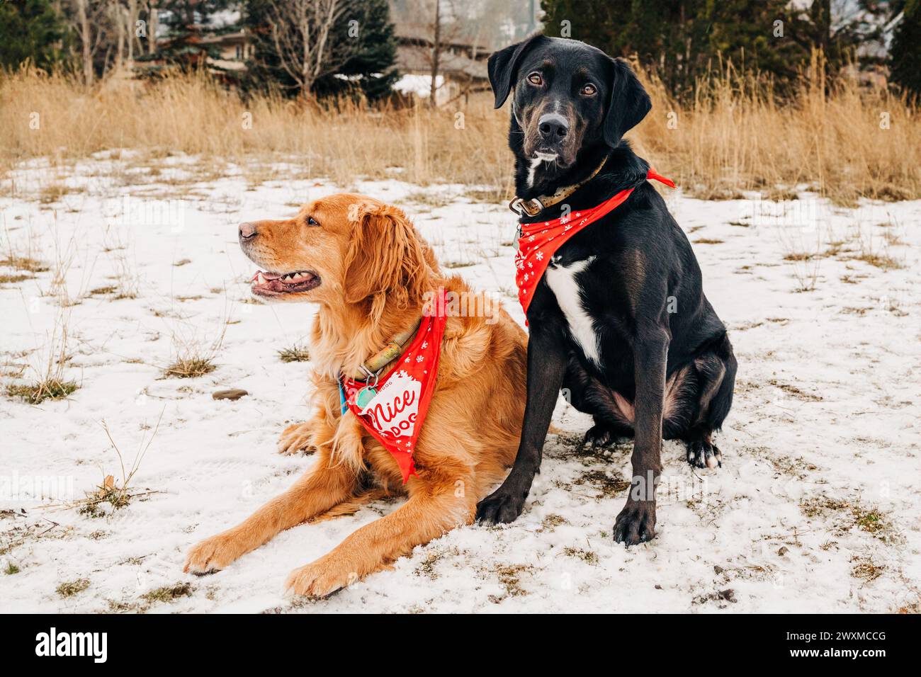 Zwei süße, gut erzogene Hunde posieren für Fotos im Winterschnee Stockfoto