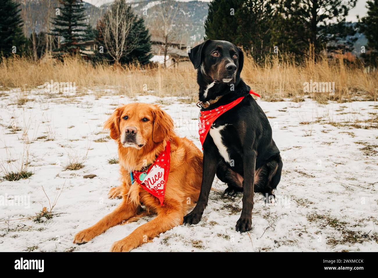 Zwei süße Hunde posieren für Porträt im Schnee Stockfoto