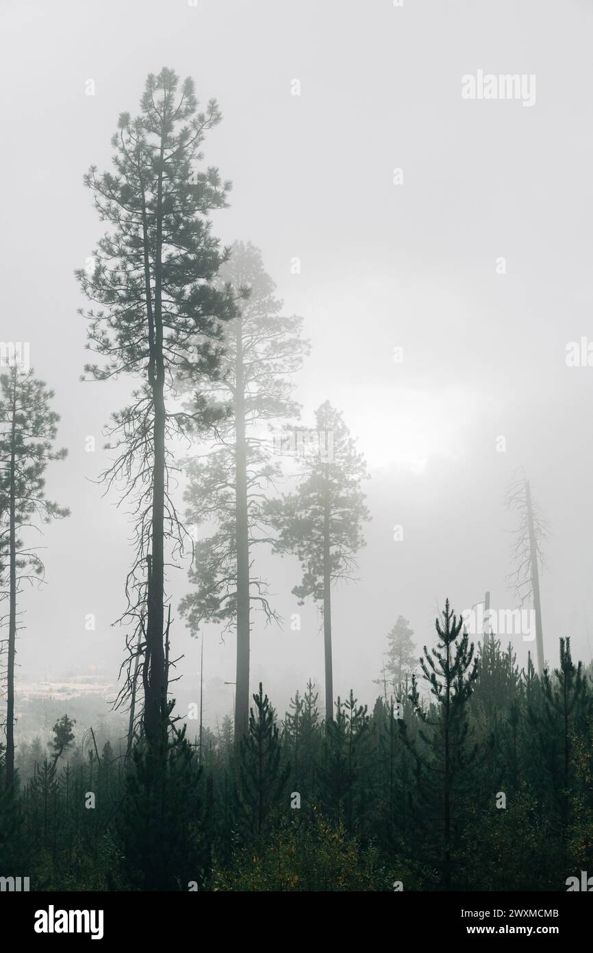 Nebelige Montana-Szene mit Bäumen Stockfoto