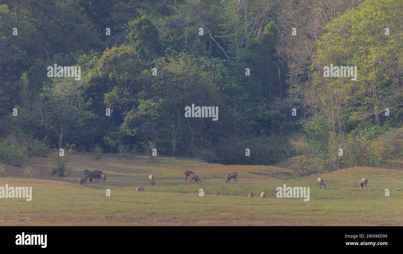 Wunderschöne Landschaftsfotos von Periyar Tiger Reserve / Thekkady Tourismus / Landschaftsfotografie von kerala Wald / Westghats / Idukki Stockfoto