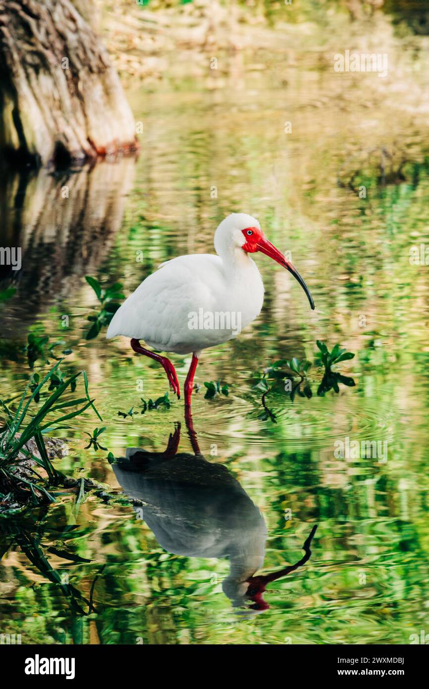 Weißer Ibis-Vogel im Teich mit Wasserreflexionen Stockfoto