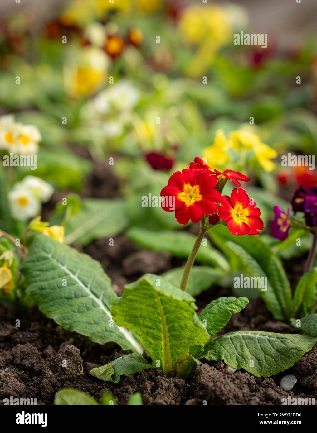 Dunkler Boden mit roten und gelben Blüten Stockfoto