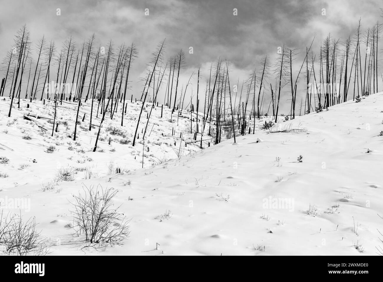 Verbrannte Waldbäume im Schnee in Montana Stockfoto