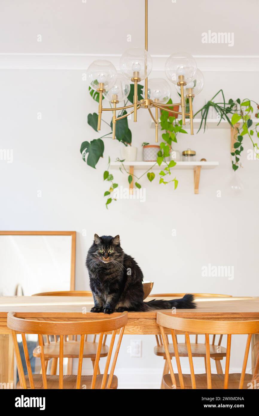 Braune Katze, die mit Pflanzen auf dem Esstisch sitzt Stockfoto