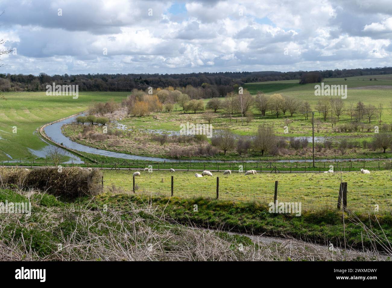 RSPB Winterbourne Downs Naturschutzgebiet in Spring, Wiltshire, England, Großbritannien. Ein Blick auf die sanfte Kreidefarmlandschaft mit Schafen, die auf einem Feld weiden Stockfoto