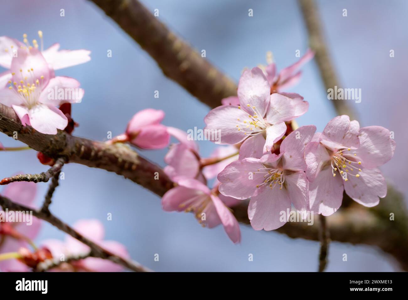 Einzelner rosa blühender Baumzweig an einem sonnigen Tag Stockfoto