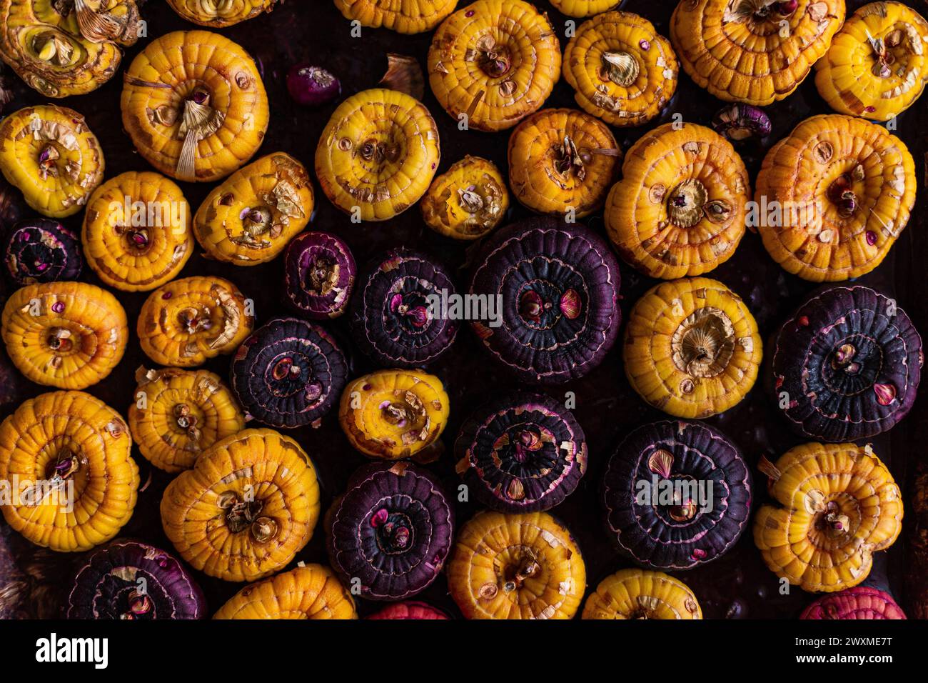 Gladiolus-Zwiebeln für die Aussaat vorbereitet. Gelbe, violette Blumenzwiebeln Stockfoto