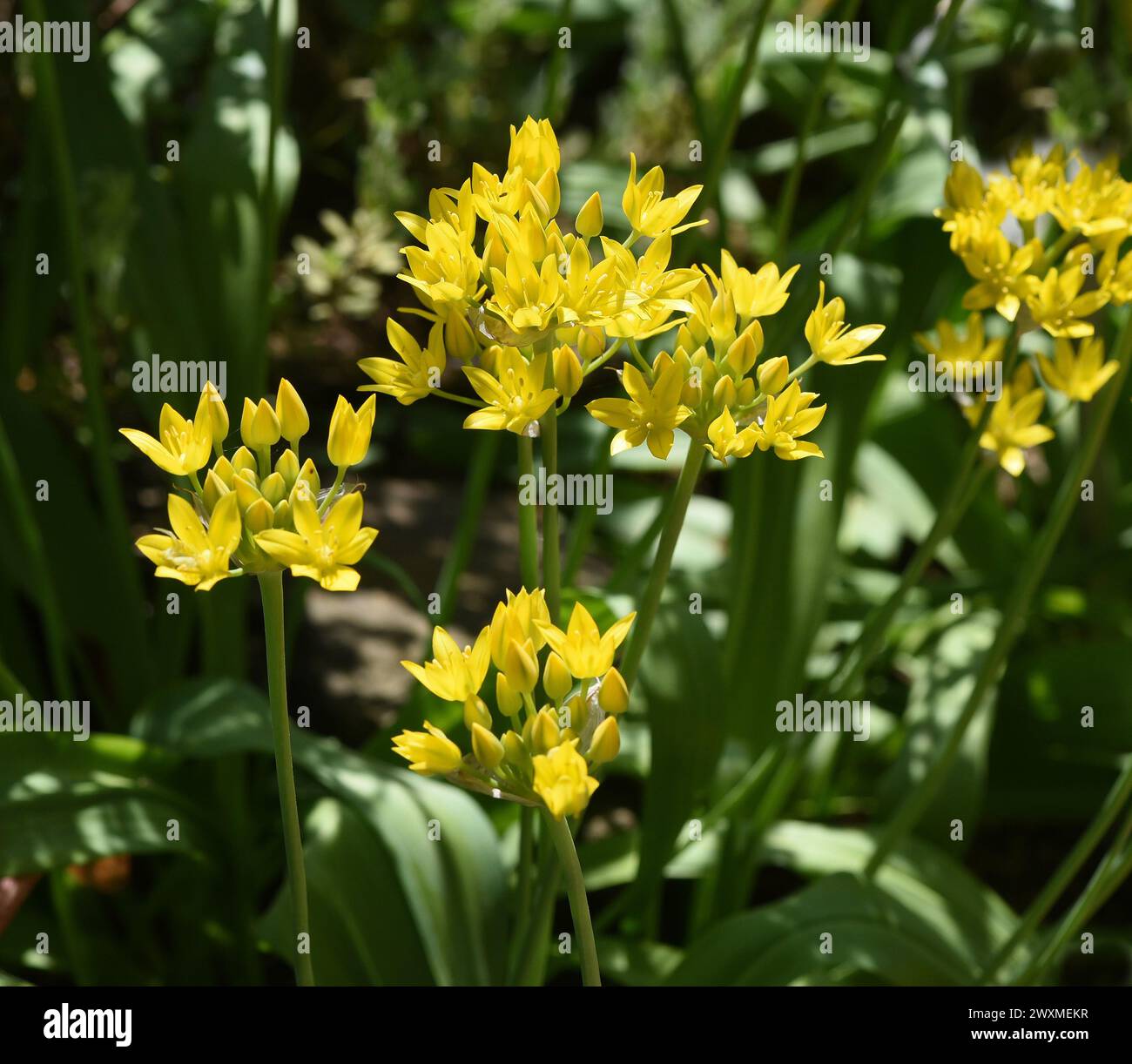Goldlauch, Zierlauch, Allium moly, ist eine sehr dekorative und imposante Pflanze für den Garten mit schoenengelben Blueten. Goldener Knoblauch, Ornamenta Stockfoto