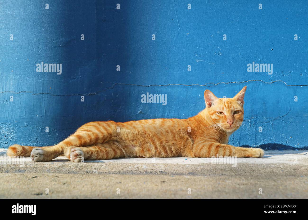 Nahaufnahme der Golden Brown Cat beim Sonnenbaden mit blauer Wand im Hintergrund Stockfoto