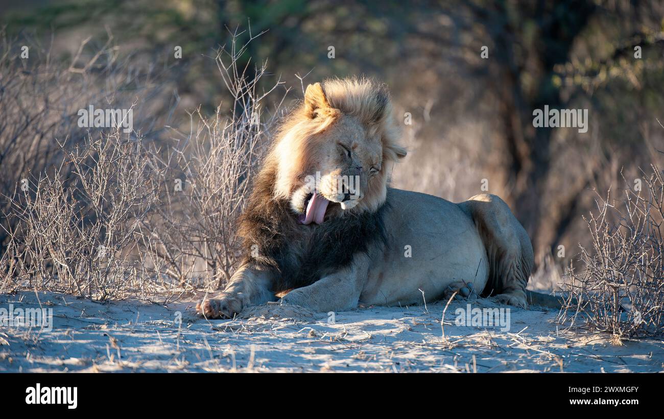 Lion (Panthera leo) Kgalagadi Transfrontier Park, Südafrika Stockfoto