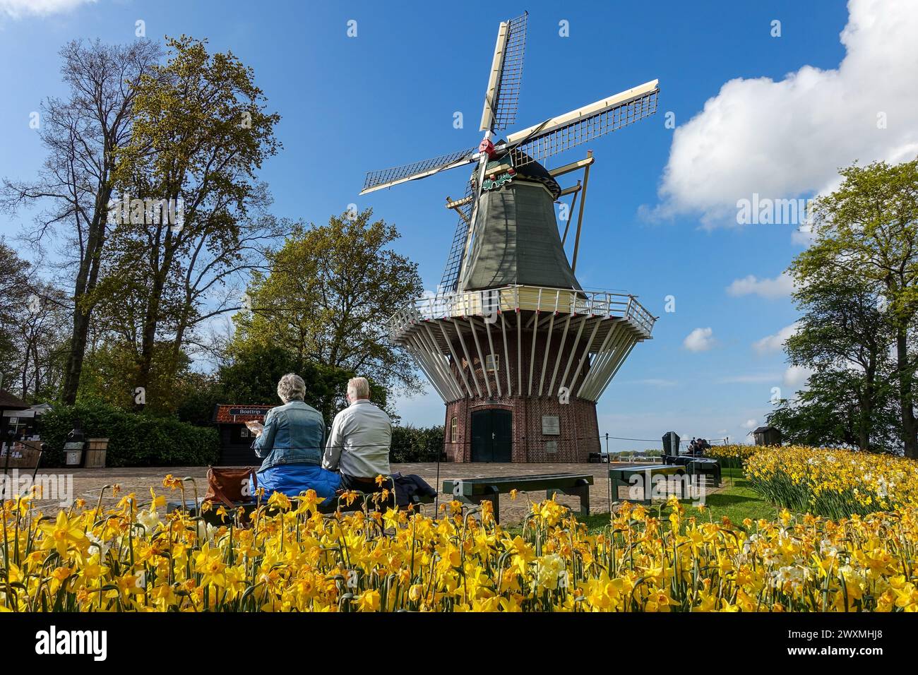 Seniorenpaar genießt den Blick auf eine traditionelle niederländische Windmühle zwischen blühenden gelben Tulpenblüten des Keukenhof-Gartens unter einem klaren blauen Himmel Stockfoto