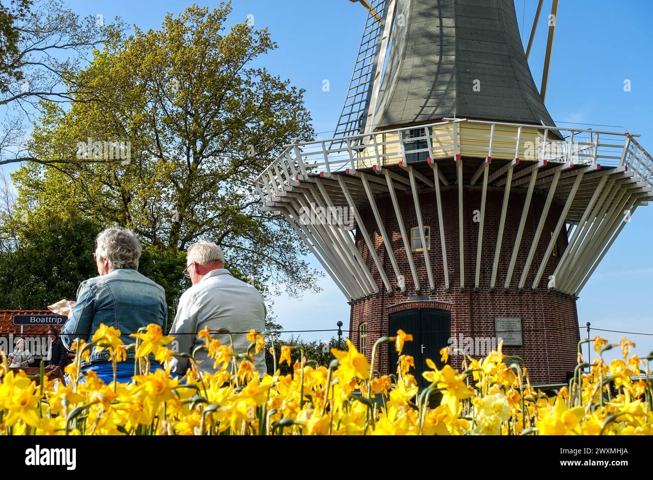 Seniorenpaar genießt den Blick auf eine traditionelle niederländische Windmühle zwischen blühenden gelben Tulpenblüten des Keukenhof-Gartens unter einem klaren blauen Himmel Stockfoto