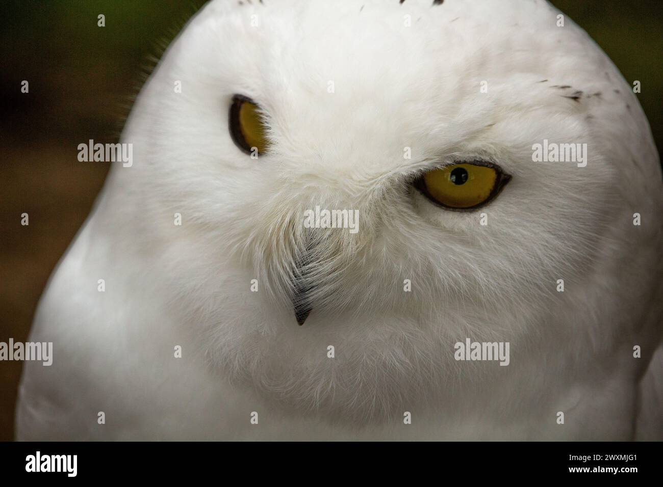 Die Schneeeule (Nyctea Scandiaca) (Bubo Scandiacus) ist eine große Eule der typischen Eule Familie leptogrammica. Stockfoto