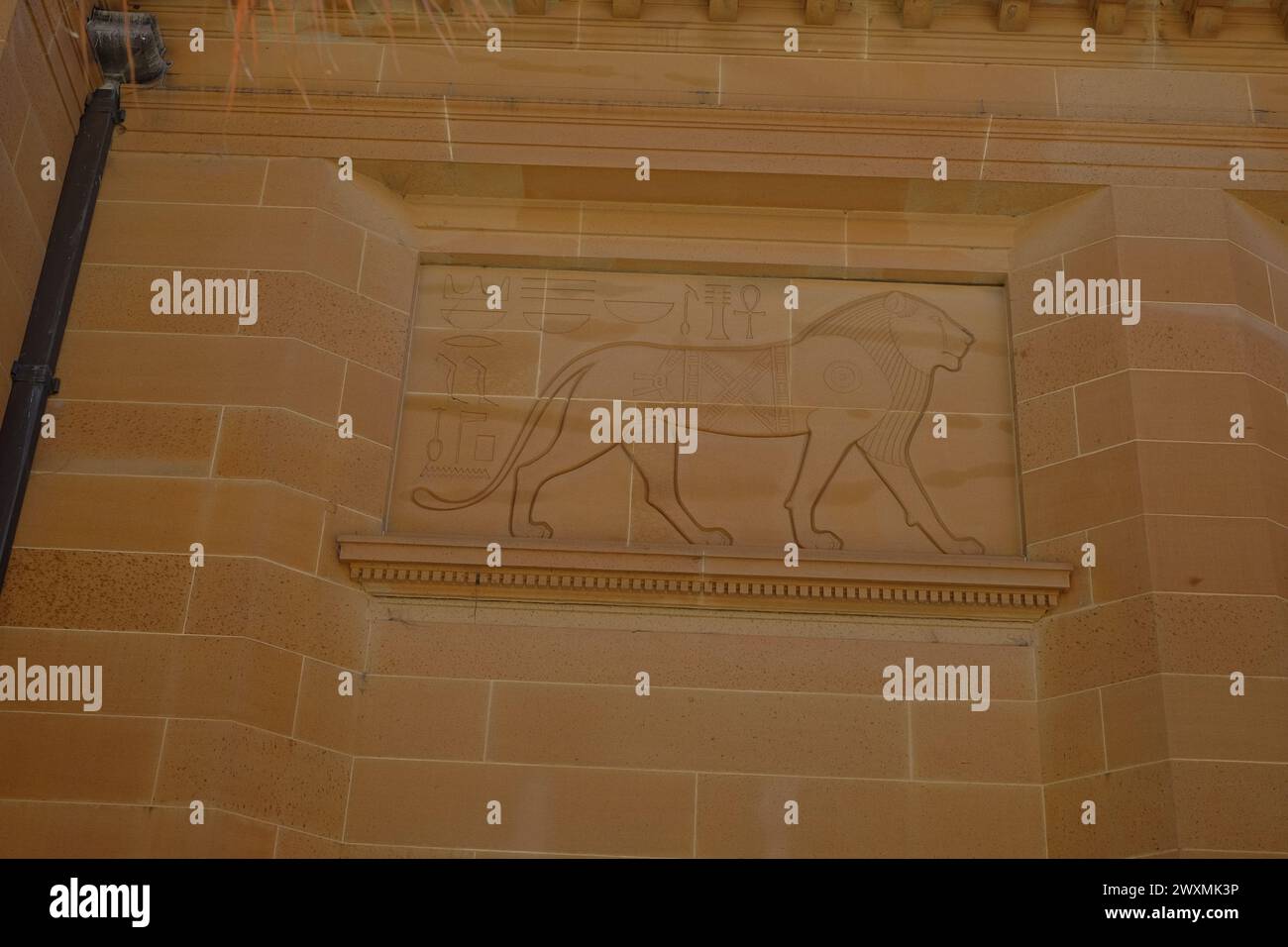 Sandsteinschnitzerei eines ägyptischen Löwen (1447 v. Chr.) an der Fassade der Mitchell-Bibliothek Stockfoto