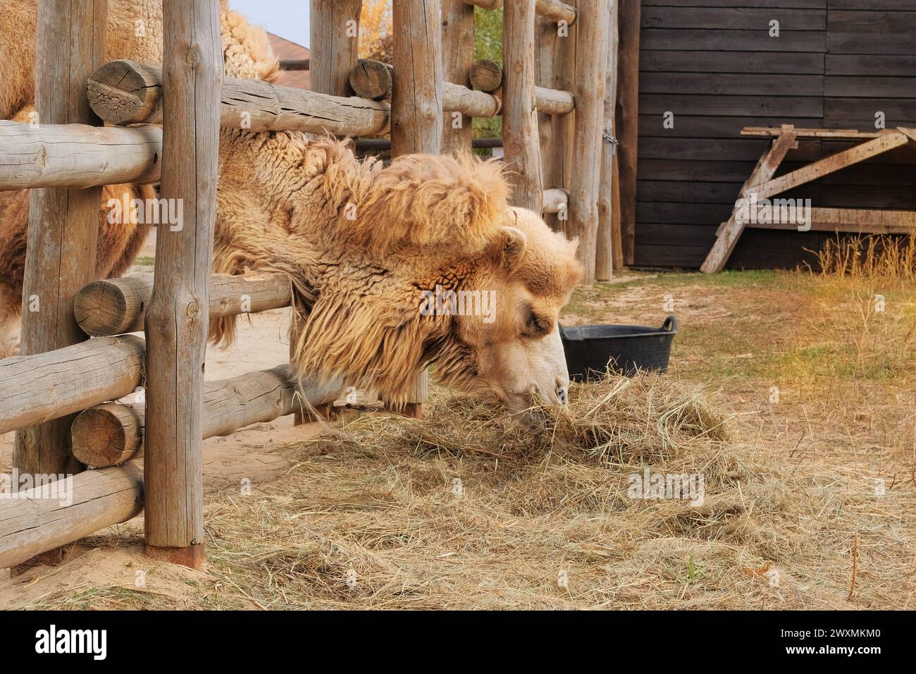 Kamel isst Heu im Zoo. Wildtierhaltung in zoologischen Parks. Kamele können lange Zeit ohne Nahrung überleben. Stockfoto