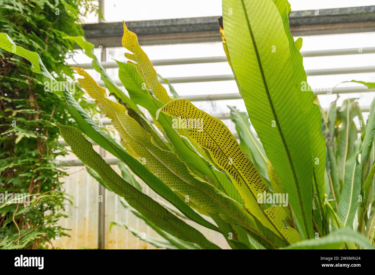 Saint Gallen, Schweiz, 13. November 2023 Polypodium Crassifolium Pflanze im Botanischen Garten Stockfoto