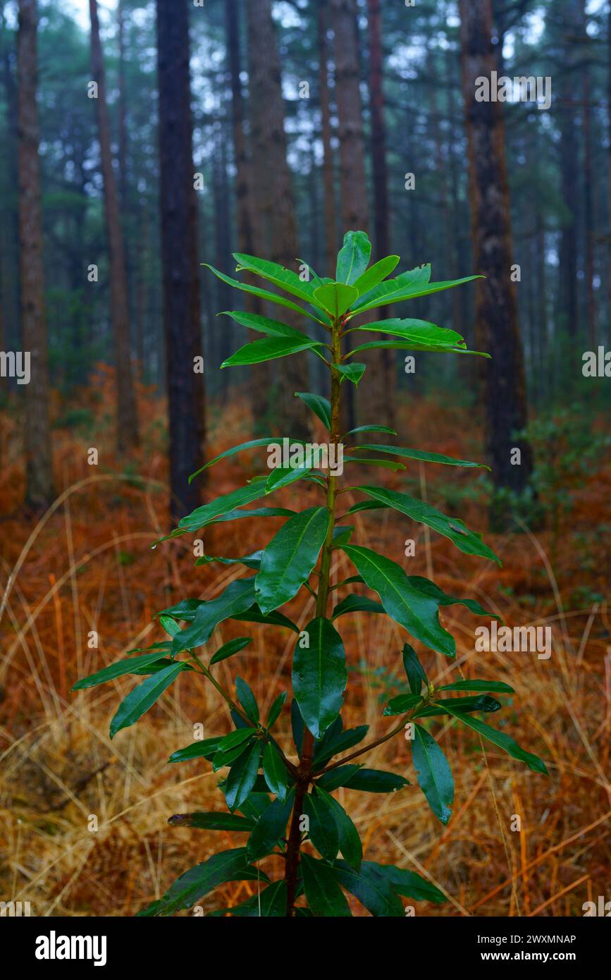 Nahaufnahme des Laubs von Rhododendron ponticum. Stockfoto