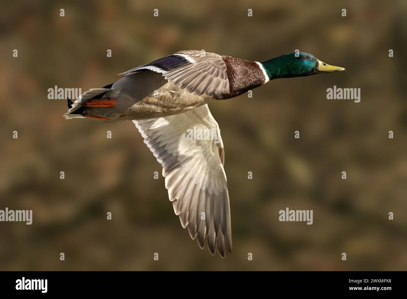 Eine männliche Stockenten-Ente während des Fluges Stockfoto