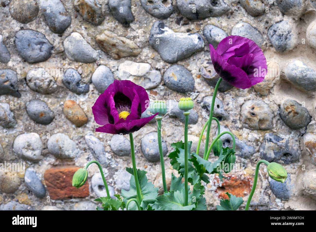 Zwei lila Papaver Somniferum oder Opiummohn gegen eine Kieselsteinwand Stockfoto
