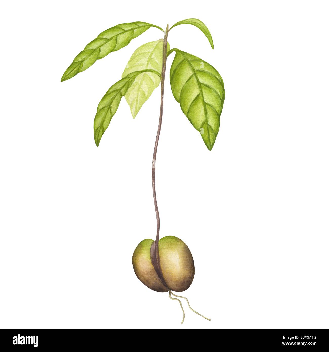 Avocadosprossen, Stamm mit Blättern, aus Samen, Wurzeln gewachsen. Botanisches Clipart. Malerei von Pflanzensämlingen für die Landwirtschaft. Handgezeichnetes Aquarellillustrat Stockfoto
