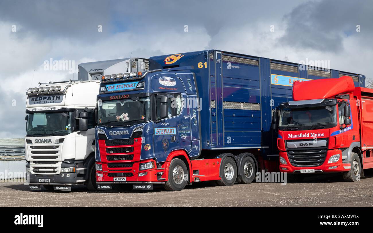 Viehwaggons, die in einem Viehauktionsmarkt geparkt sind. Dumfries, Schottland, UK. Dumfries Auction Mart - März 2024. Stockfoto