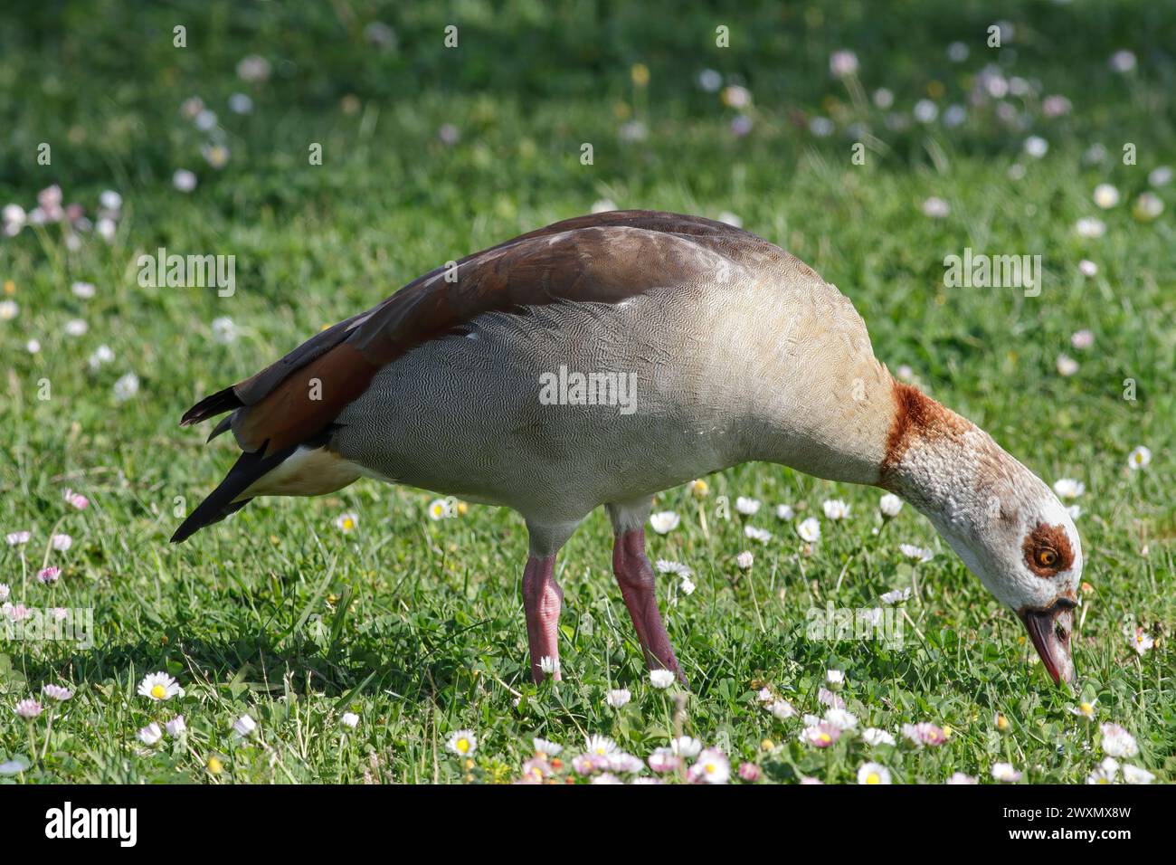 Nahaufnahme einer ägyptischen Gans, die Gras isst, an der Grenze zum Fluss Douro, nördlich von Portugal. Stockfoto