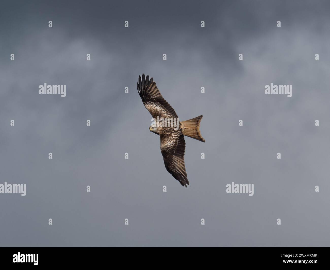 Red Kite sah, wie er an einem bewölkten Tag über Banbury flog Stockfoto