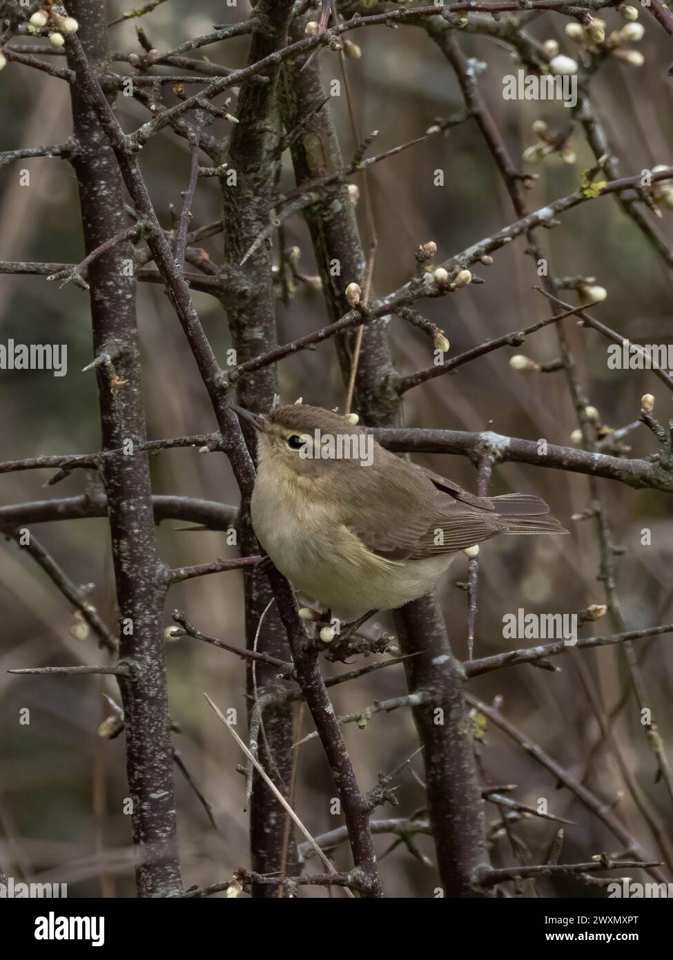 Gemeiner Chiffchaff auf einem Zweig, der mit neuen Knospen bedeckt ist Stockfoto