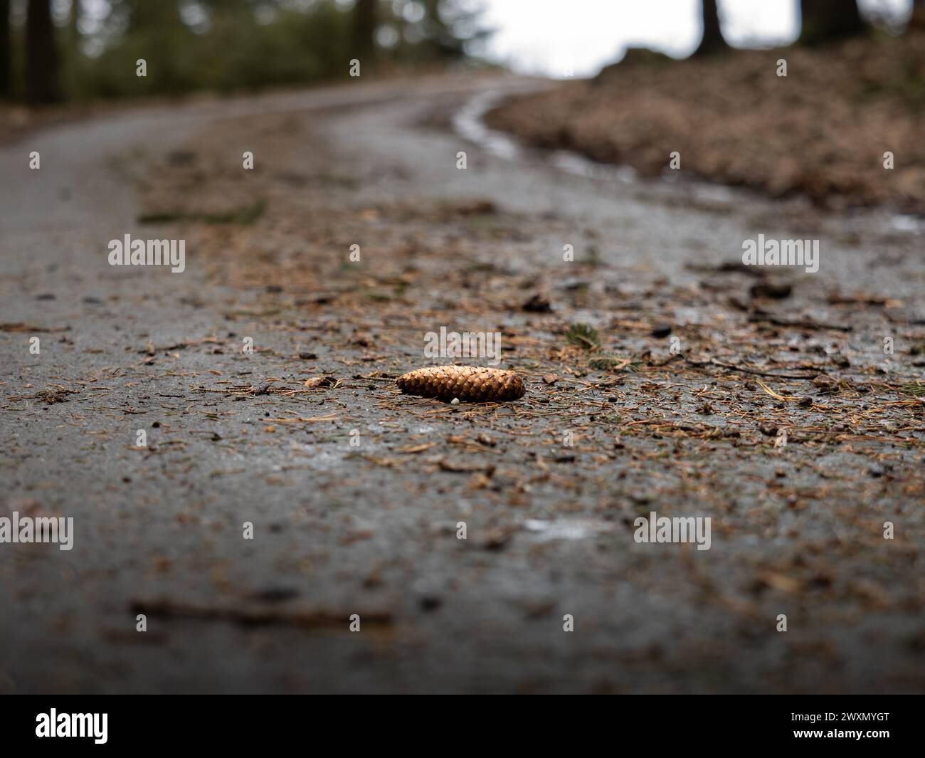 Fichte oder Pinaceae Kegel, die auf einer Straße in einem Wald liegen. Der Koniferenzapfen verbreitet Samen des Baumes in die Umgebung. Pflanzenteil auf dem Asphalt Stockfoto