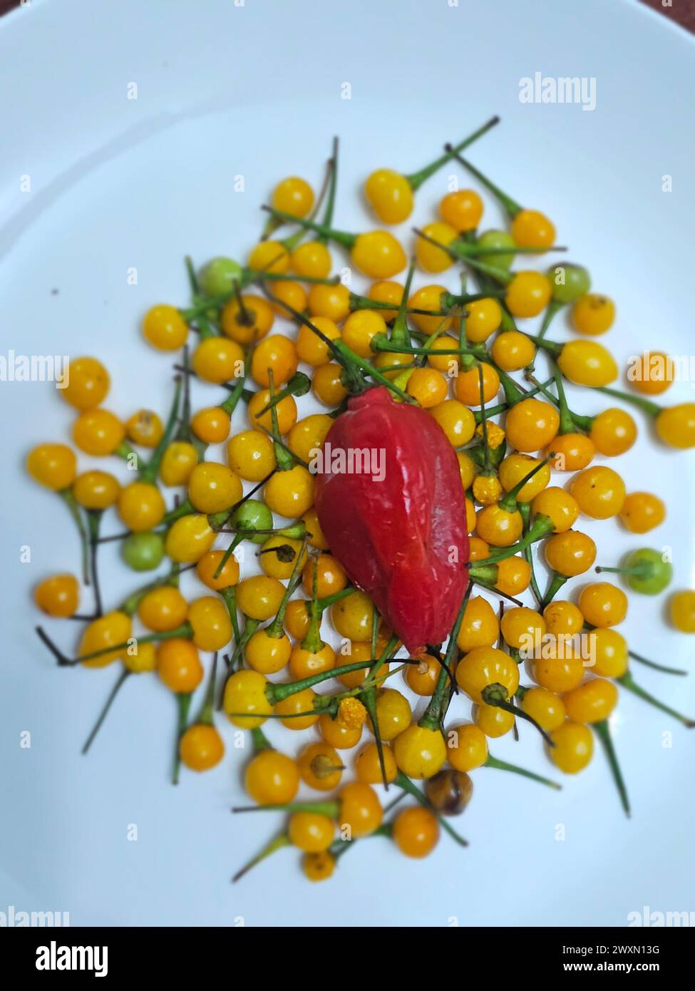 Aji charapita aus dem peruanischen Amazonasgebiet Stockfoto