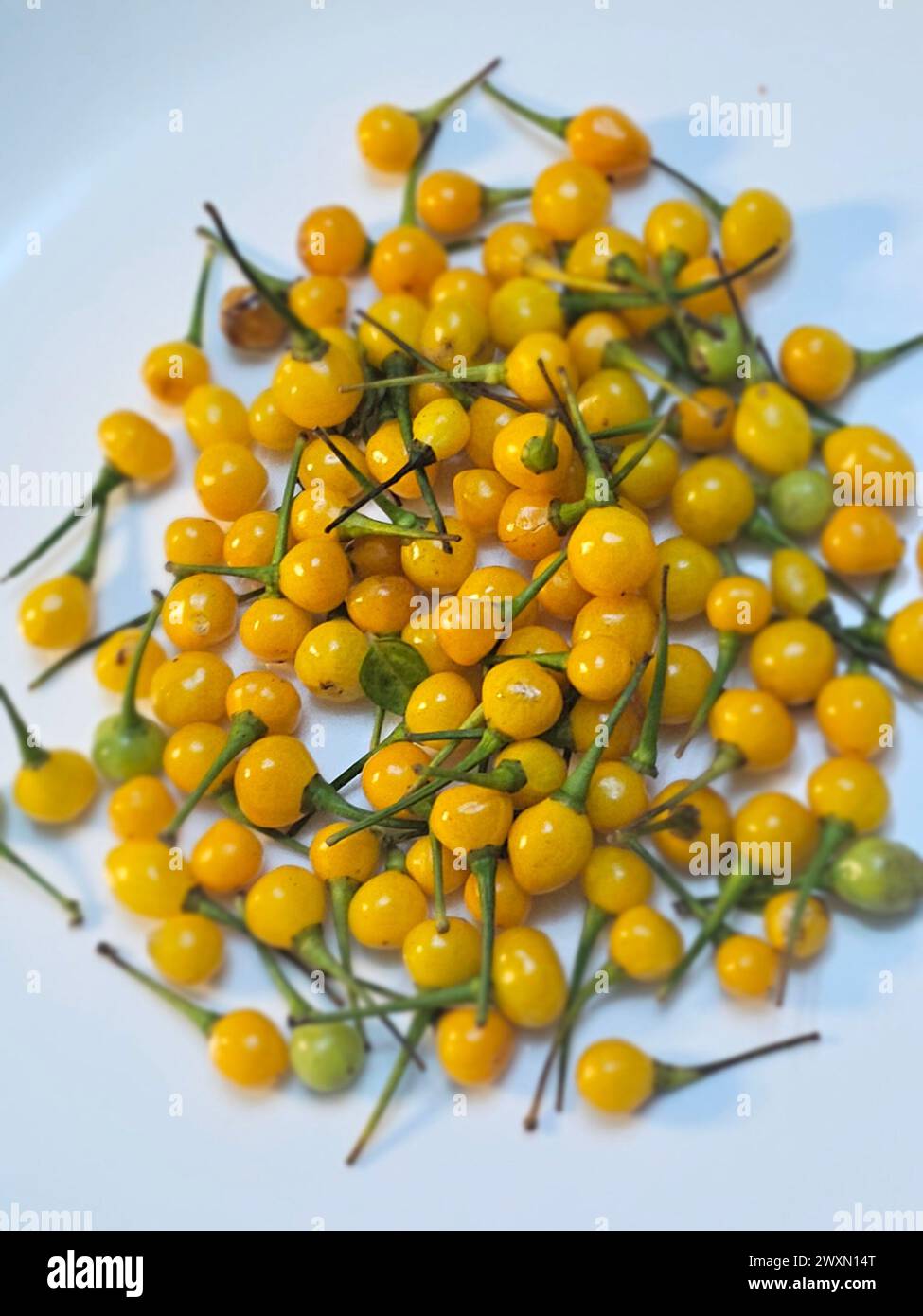 Aji charapita aus dem peruanischen Amazonasgebiet Stockfoto