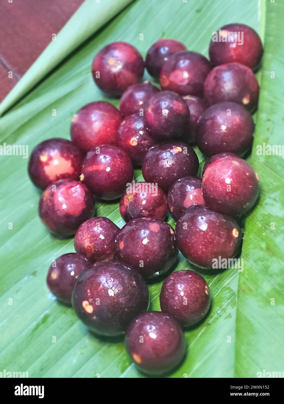 Camu Camu (Myrciaria dubia) aus dem peruanischen Regenwald Stockfoto