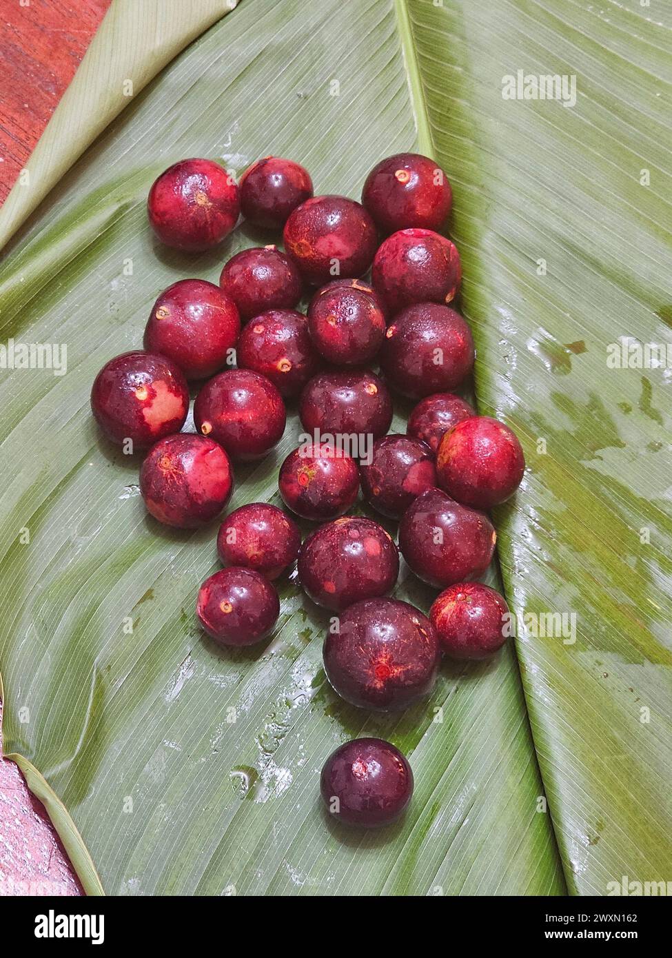 Camu Camu (Myrciaria dubia) aus dem peruanischen Regenwald Stockfoto