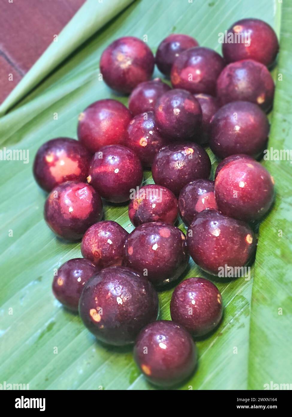 Camu Camu (Myrciaria dubia) aus dem peruanischen Regenwald Stockfoto