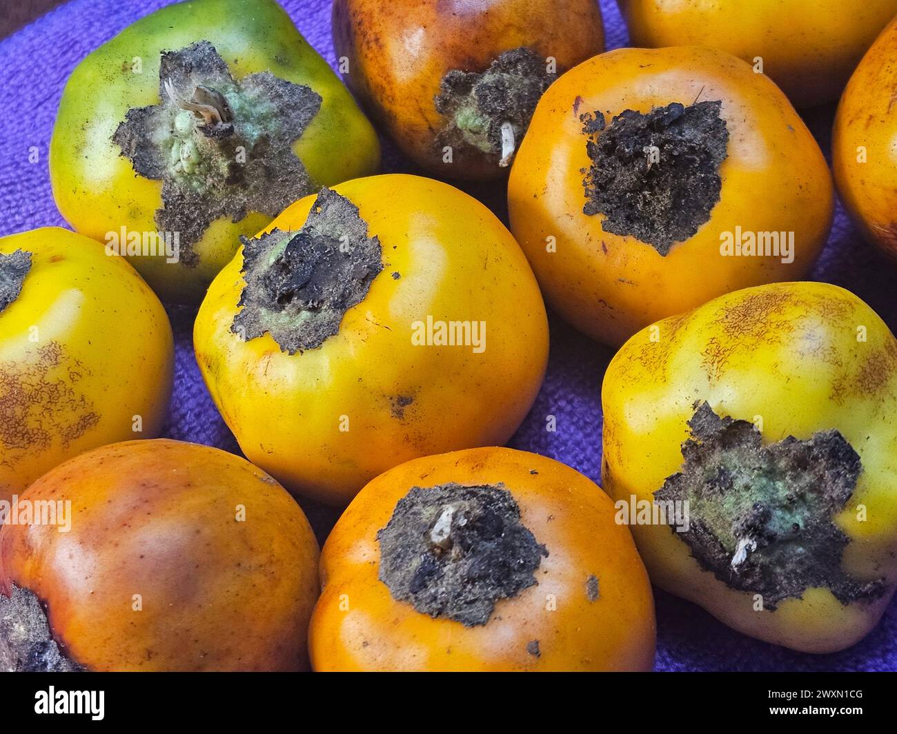 Cocona (Solanum sessiliforum) aus dem peruanischen Regenwald Stockfoto