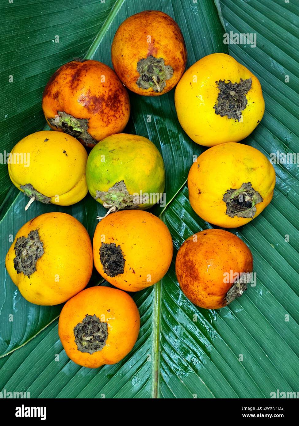 Cocona (Solanum sessiliforum) aus dem peruanischen Regenwald Stockfoto