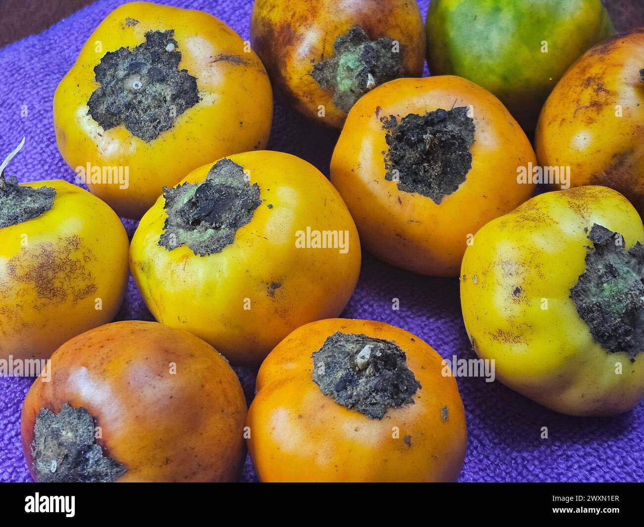 Cocona (Solanum sessiliforum) aus dem peruanischen Regenwald Stockfoto