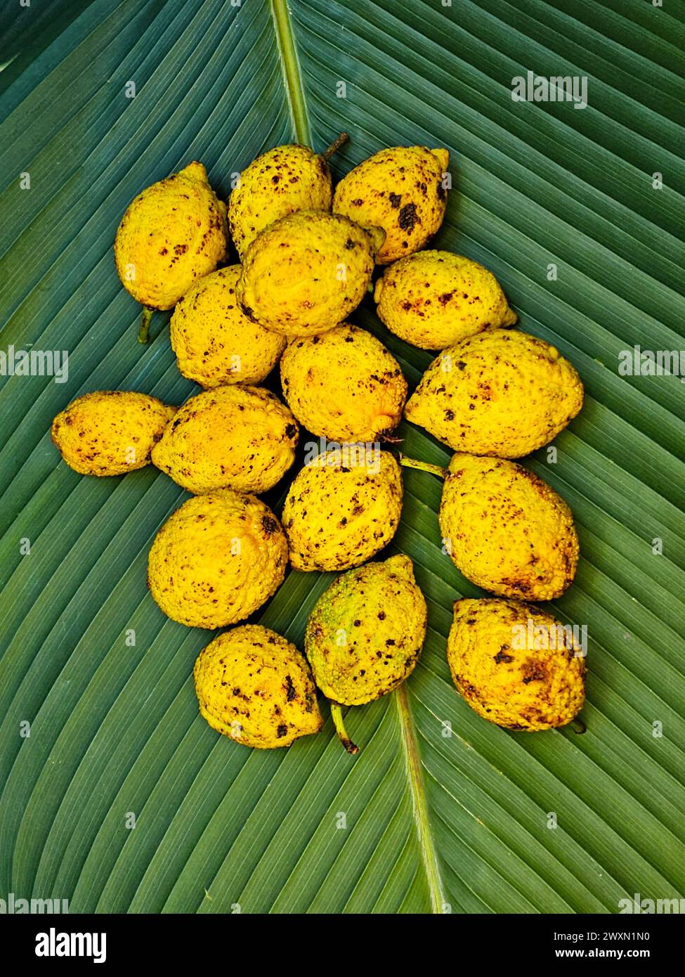 Charichuelos (Garcinia madruno) aus dem peruanischen Regenwald Stockfoto