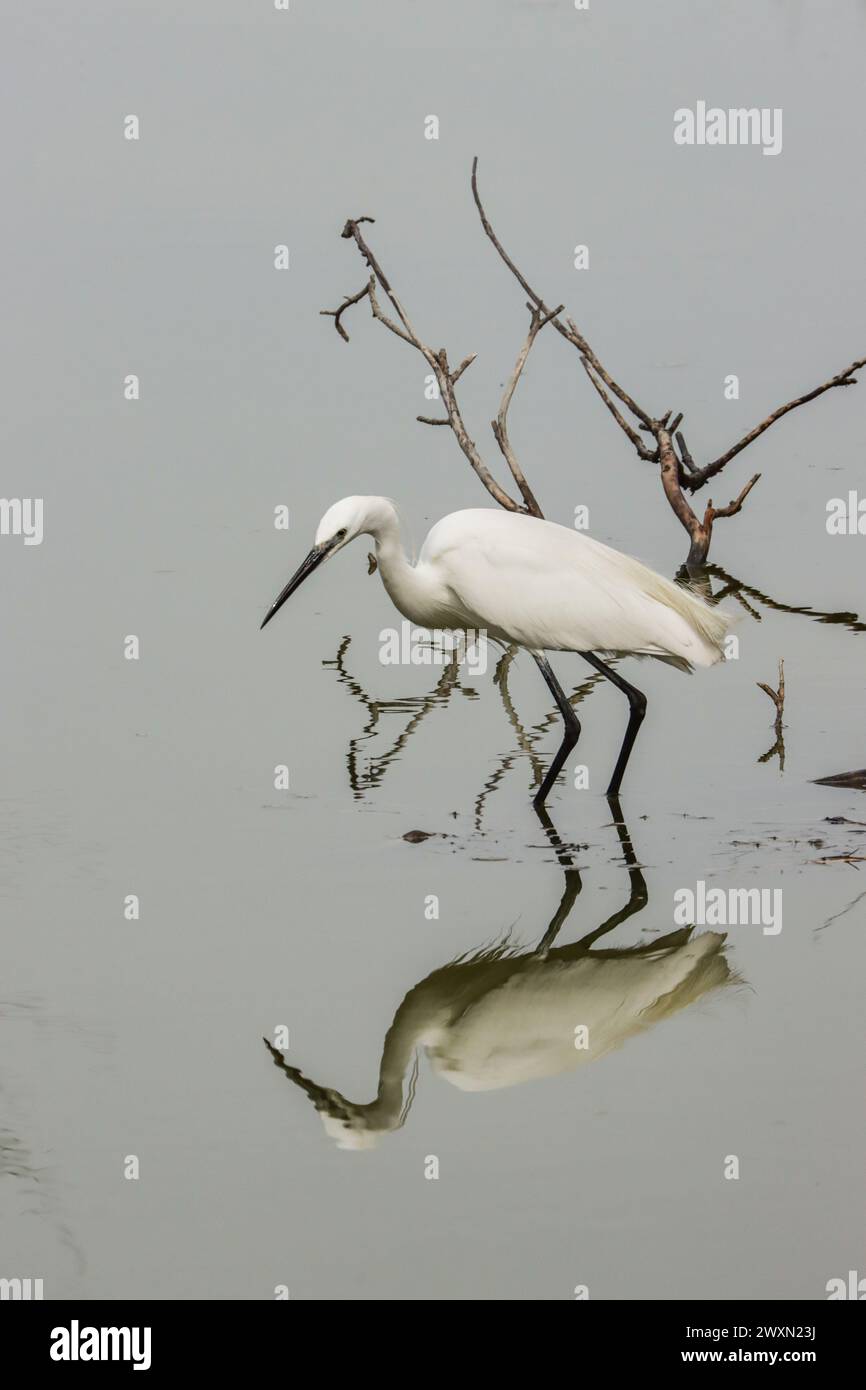 Kleine Reiher fischen in der Lagune, Camargue, PACA Region, Südfrankreich Stockfoto