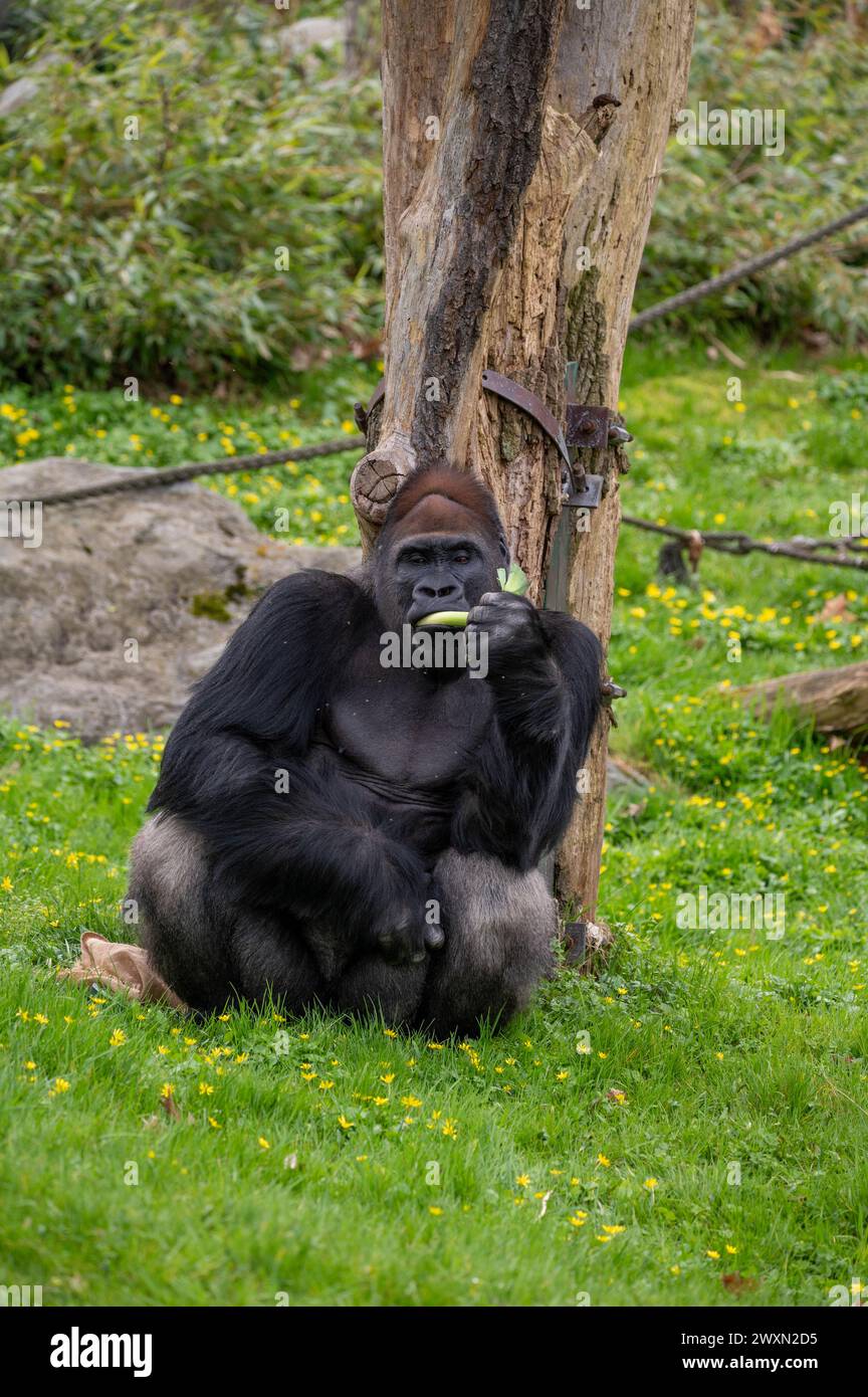 Ein vertikaler Schuss eines Gorillas, der sich an einem auf einen Baum gelehnten Blatt frisst Stockfoto