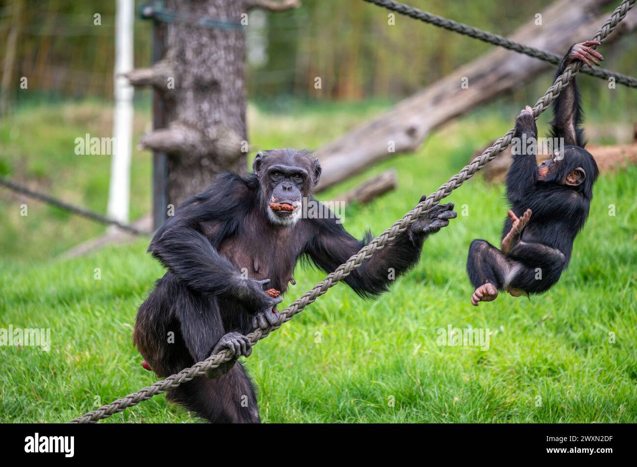 Ein Affe und ein Affe, der an Seilen herumhängt Stockfoto