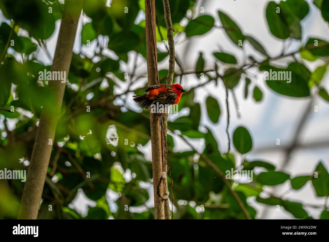 Ein roter Fodyvogel, der auf einem Zweig mit Blättern thront Stockfoto